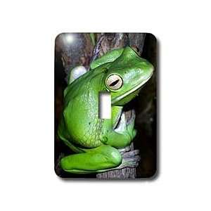  Frogs   Tree Frog   Light Switch Covers   single toggle 