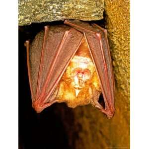 Greater Horseshoe Bat, Adult Sleeping in a Cave, Italy Photographic 
