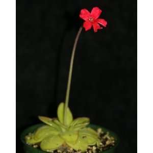  Pinguicula laueana