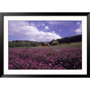 Purple Wildflowers in Field, Lancaster County, PA Framed Photographic 