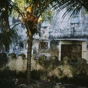 Palm Tree and Old Walls, Stone Town, Zanzibar, Tanzania, East Africa 