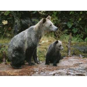  A Grizzly Bear Sow and Her Cub Sitting on a Log Premium 
