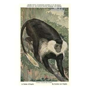  Angolan Colobus Monkey Premium Poster Print, 8x12