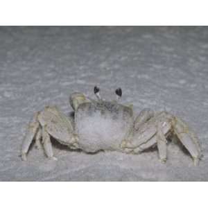  Ghost Crab on a Sandy Beach, Ocypode Quadrata, Florida, USA Animal 