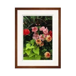  Petunias Gilroy California Framed Giclee Print