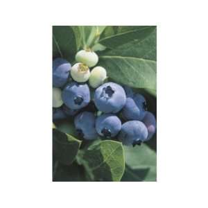  Vaccinium MISTY BLUE BERRY Tree 5 gallon*  