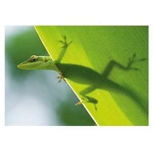  Hawaii Photography Poster Heres Looking at You Kid 9 inch 