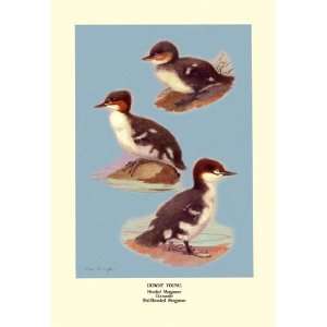  Three Downy Young Ducks 20x30 Poster Paper