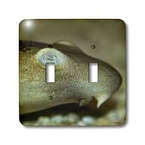 VWPics Sharks   Varied or necklace carpet shark, Parascyllium 