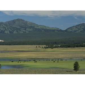  Scenic Wyoming Landscape with Grazing Bison Stretched 