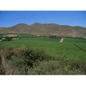  Grape Vines in the Valle De Elqui, Chile, South America 