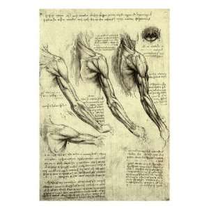  Studies of Human Arm Giclee Poster Print