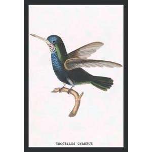  Vintage Art Hummingbird Troceilus Cyaneus   15223 0