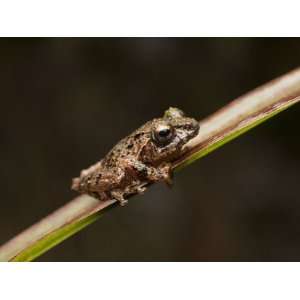  Shrub Frog (Philautus Sp), Mount Murud, Sarawak, Malaysia 