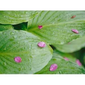 Pink Flower Petals Resting on Dew Drenched Hosta Leaves National 