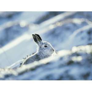  Mountain (Blue) Hare, Monadhliath Mtns, Scotland Photos To 