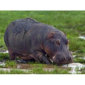 Close up of a Hippopotamus, Lake Manyara, Arusha Region, Tanzania 