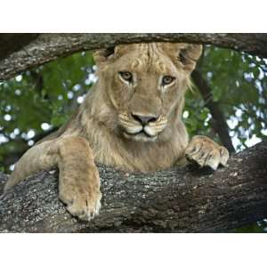  Close up of a Lion, Lake Manyara, Arusha Region, Tanzania 