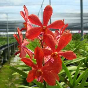 SV103 Orchid Plant Ascocenda Meda Arnold X Mokara Sayan  