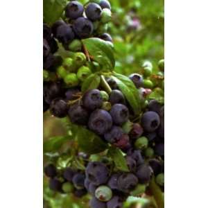   Blueberry (Vaccinium ashei Brightwell) Patio, Lawn & Garden