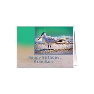  Birthday, Grandson, Royal Tern Bird Card Toys & Games