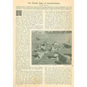  1898 Pariah Dogs of Constantinople illustrated Everything 