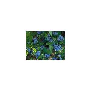   Blueberry Seeds 100 Germination Tested Patio, Lawn & Garden