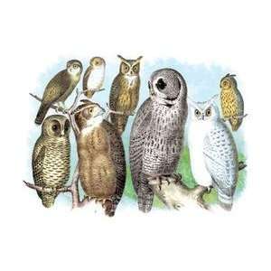    Paper poster printed on 20 x 30 stock. Hoot of Owls