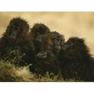  Rain Soaked Female Geladas Huddle Together Stretched 