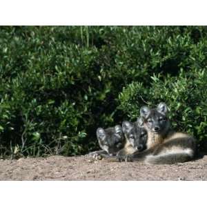  Three Arctic Fox Pups Huddle Together on Ground Near Den 