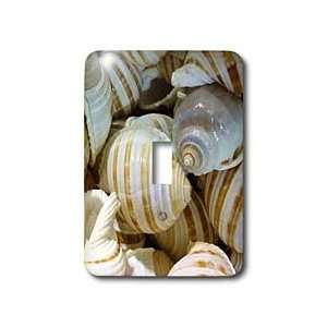 Florene Shells   Textured Whelk Shells   Light Switch Covers   single 