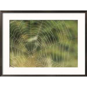 A Close View of the Web of an Orb Weaver Spider Framed 