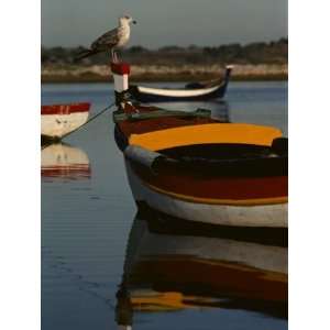  A Gull Perches Atop the Bow of a Brightly Painted Fishing 