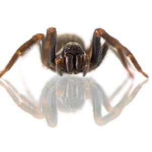  Huntsman Spider (Delena Gloriosa) Isolated on White 