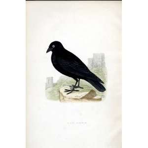  Black Jackdaw Bree H/C 1875 Old Prints Birds Europe