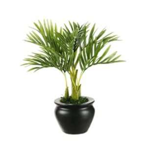  12 Desktop Areca Palm Plant