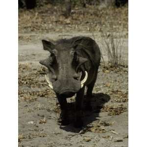  Ugly Hostile Warthog Face On with Large Tusks Threatens to 