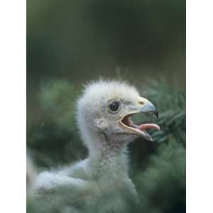  Swainsons Hawk Chick Head, Buteo Swainsoni, North America 