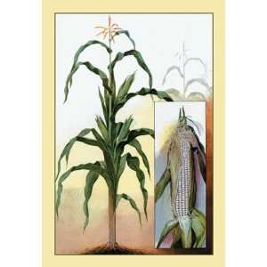  Sweet Corn 20X30 Poster Paper