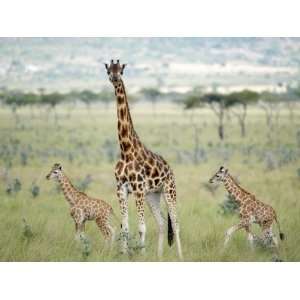  Rothschilds Giraffe and Two Young in Ruma Park, Kenya 