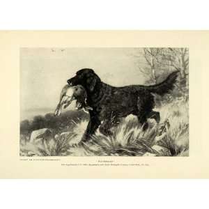  1895 Print Well Retrieved Black Labrador Retriever Dog 