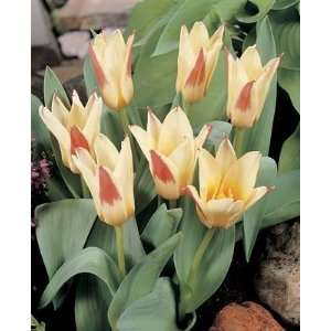  Tulip Johann Strauss yellow red 10_bulbs Patio, Lawn 