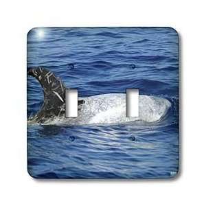   Azores Islands, Portugal   Light Switch Covers   double toggle switch