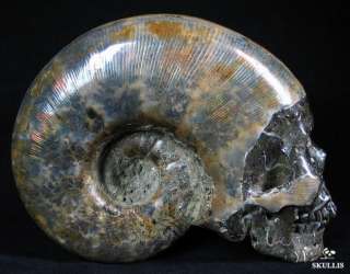 HUGE 5.7 Ammonite Fossil Carved Crystal Skull, healing  
