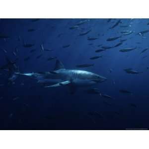  Great White Shark, Swimming, Pacific Photos To Go 