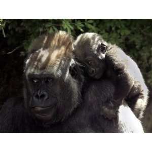  A Baby Gorilla Rests on His Mother Julias Shoulder 