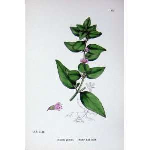  Botany Plants C1902 Bushy Red Mint Mentha Gentilis