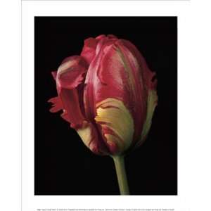  Tulipa Orange Flame   Poster by Derek Harris (9.5x11.75 