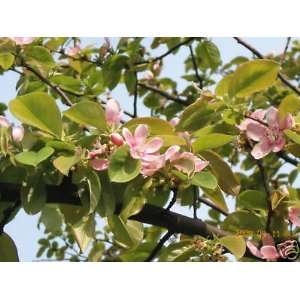  Chinese Quince, Chaenomeles sinensis, Fragrant 2 Seeds 