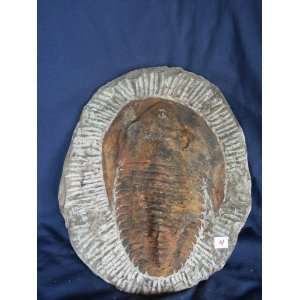  Complete Trilobite Fossil Plate, 2.8.4 